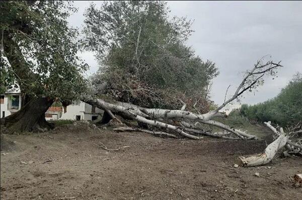 Mingəçevirdə ağaç aşaraq yolu bağladı