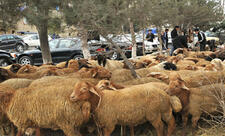 Qurbanlıq heyvanların satışı və kəsimi xidmətləri göstəriləcək ünvanlar açıqlanıb