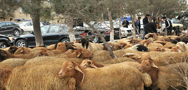 Qurbanlıq heyvanların satışı və kəsimi xidmətləri göstəriləcək ünvanlar açıqlanıb