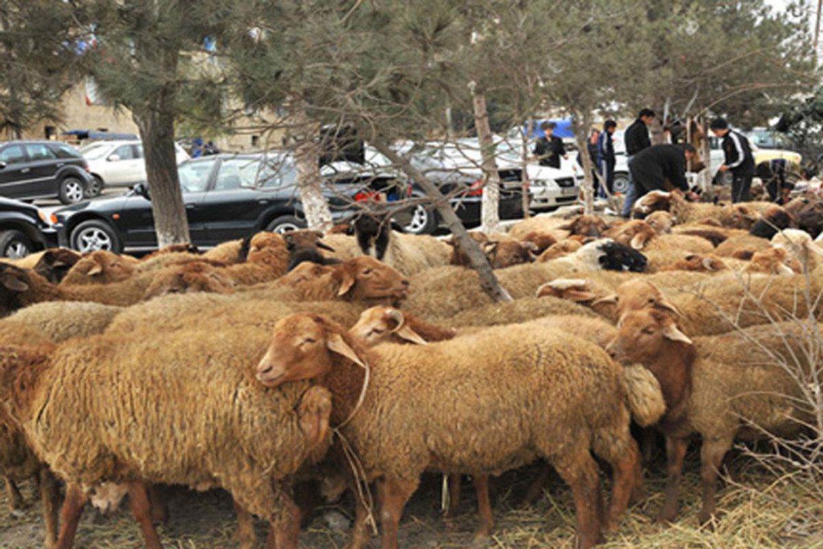 Qurbanlıq heyvanların satışı və kəsimi xidmətləri göstəriləcək ünvanlar açıqlanıb