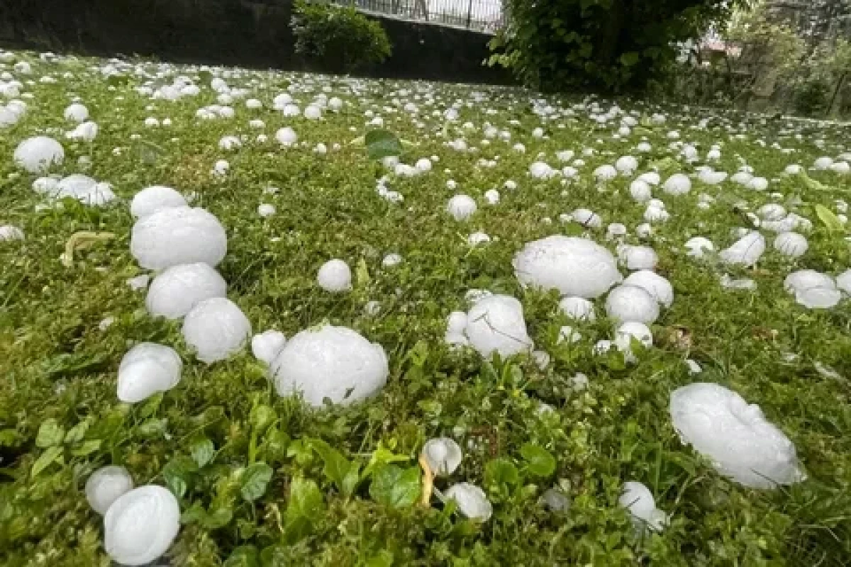 Qaxda güclü dolu və leysan kənd təsərrüfatına ciddi ziyan vurub