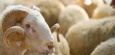 Qurban bayramı günlərində ətin qiymətində artım gözlənilir?