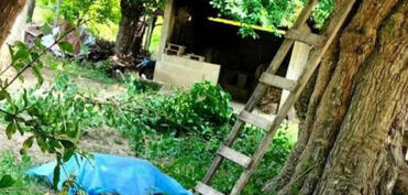 Sumqayıtda 70 yaşlı kişi ağacdan yıxılaraq ölüb