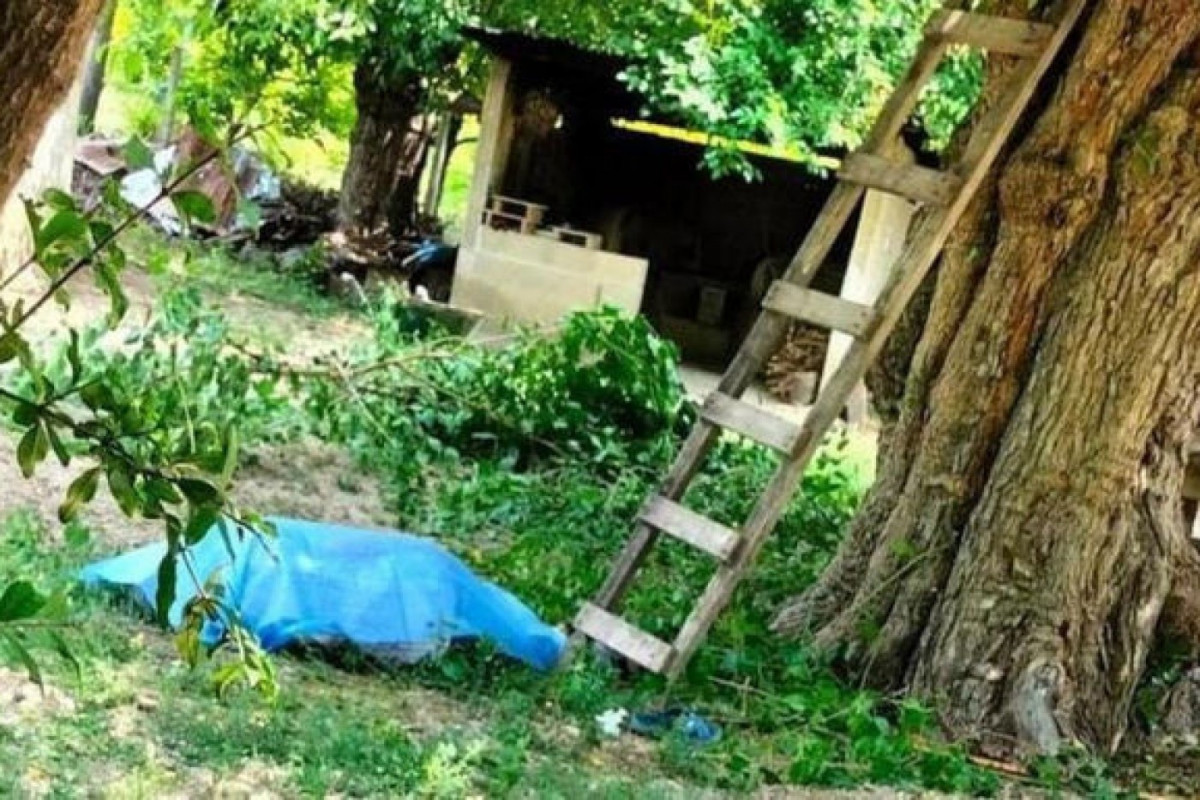 Sumqayıtda 70 yaşlı kişi ağacdan yıxılaraq ölüb