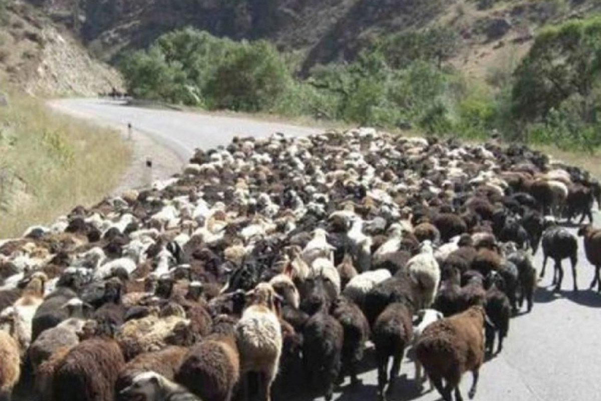 İsmayıllıda yük maşını çobanı vurub, 20-dən çox qoyun tələf olub
