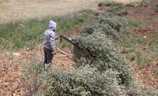 Fələstin torpaqlarını zəbt edən israillilər yüzlərlə ağacı kökündən çıxarıb
