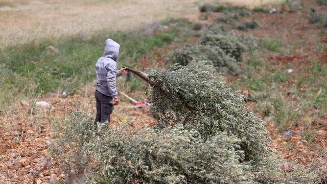 Fələstin torpaqlarını zəbt edən israillilər yüzlərlə ağacı kökündən çıxarıb