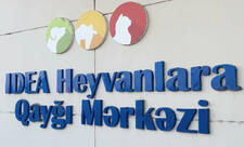Sumqayıtda 2 dəvəquşu və 13 tutuquşu IDEA tərəfindən xilas edilib
