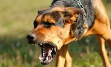 Tovuzda bir ay əvvəl itin dişlədiyi məktəbli Bakıda xəstəxanada ölüb