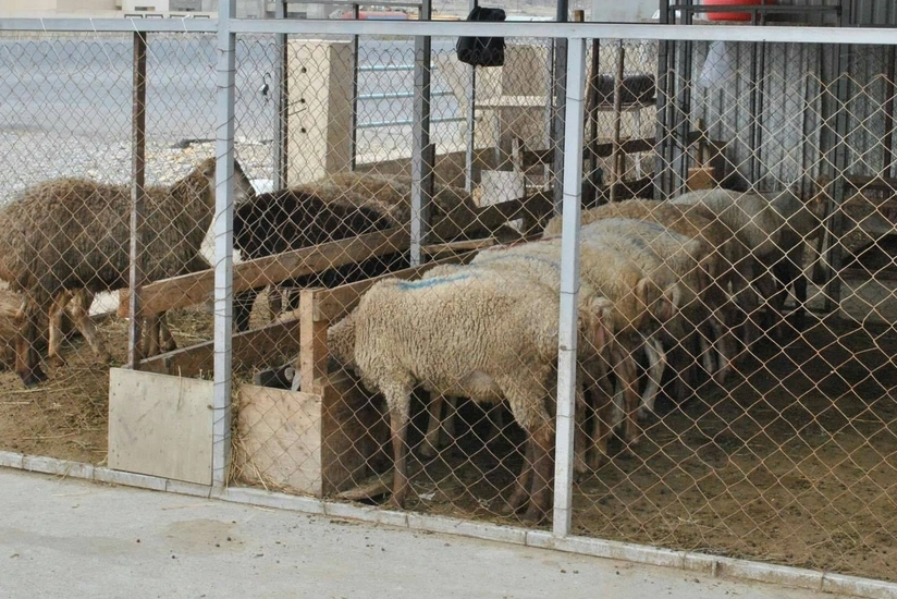 AQTA: Oktyabrın 25-dən heyvan bazarlarında məhdudiyyətlər tətbiq olunacaq