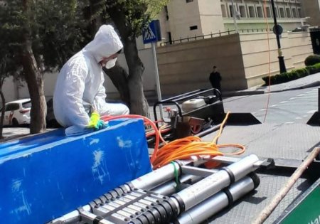 Paytaxtda Ağ Amerika kəpənəklərinə qarşı profilaktika işləri davam edir