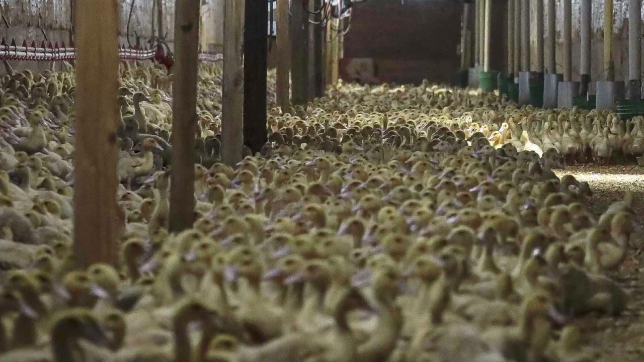 Almaniyada quş qripinə görə 400 mindən çox ev quşu məhv edilib