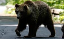 Yaponiya ayı hücumları ilə mübarizə üçün lisenziyalı ovçuları işə götürəcək