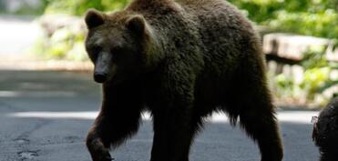 ​​​​​​​Yaponiya ayı hücumları ilə mübarizə üçün lisenziyalı ovçuları işə götürəcək