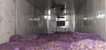 Gürcüstandan Azərbaycana gətirilən kartofda parazitlər aşkarlanıb