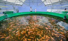 Balıqçılıq və Akvakultura Mərkəzinə dövlət büdcəsindən vəsait ayrılıb