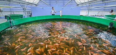 Balıqçılıq və Akvakultura Mərkəzinə dövlət büdcəsindən vəsait ayrılıb