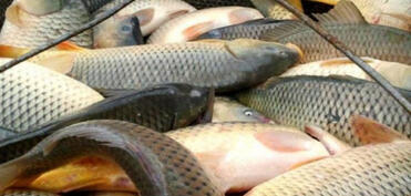 Balıq məhsulları kənd təsərrüfatı məhsullarına bərabər tutulacaq
