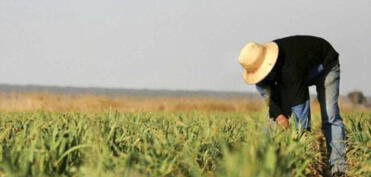 Mülkiyyətindəki torpaqlarda çalışanlar üçün sosial sığorta haqları artırılacaq