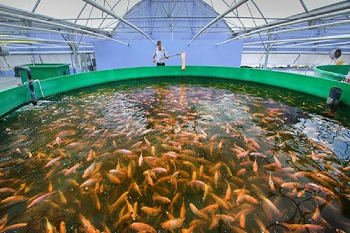 Balıqçılıq və Akvakultura Mərkəzinə dövlət büdcəsindən vəsait ayrılıb