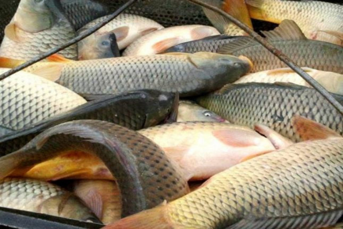 Balıq məhsulları kənd təsərrüfatı məhsullarına bərabər tutulacaq