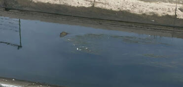 Samur-Abşeron kanalında balıqların tələf olması ilə bağlı araşdırma aparılır