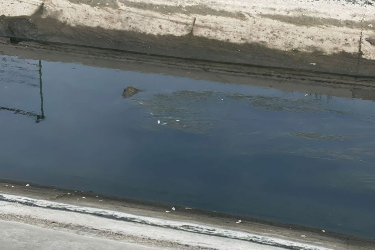 Samur-Abşeron kanalında balıqların tələf olması ilə bağlı araşdırma aparılır