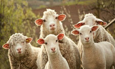 Azərbaycanda qoyun və keçilərin sayı kəskin azalıb