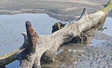 Xəzərin Lənkəran sahilində suyun altında qalmış qədim meşə qalıqları üzə çıxıb - FOTO