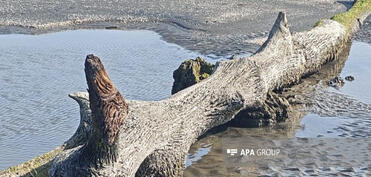 Xəzərin Lənkəran sahilində suyun altında qalmış qədim meşə qalıqları üzə çıxıb - FOTO