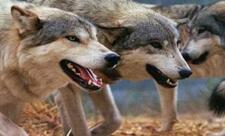 Kürdəmirdə canavarlar daha bir kəndə hücum edib, 13 baş qoyun tələf olub