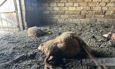Kürdəmirdə canavarlar daha bir kəndə hücum edib, 13 baş qoyun tələf olub
