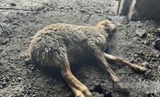 Kürdəmirdə canavarlar daha bir kəndə hücum edib, 13 baş qoyun tələf olub