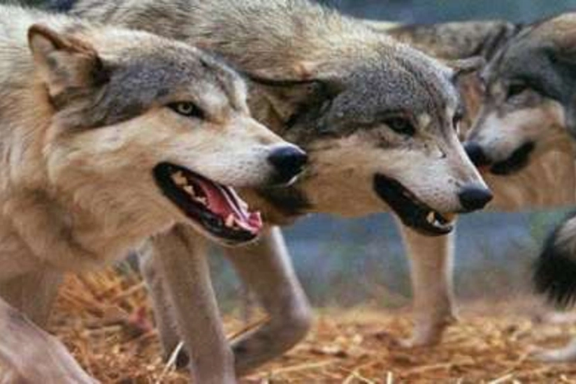 Kürdəmirdə canavarlar daha bir kəndə hücum edib, 13 baş qoyun tələf olub