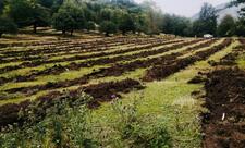 Əkin mövsümü bitir: real vəziyyət problem və perspektivlər nədən ibarətdir?