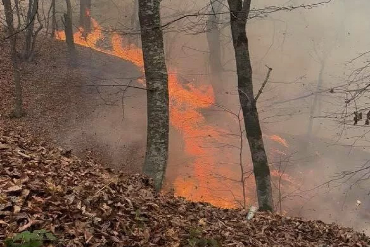 Ermənistanda genişmiqyaslı yanğın Tavuş istiqamətinə yayılıb, helikopterlər cəlb olunub
