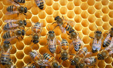 Daha 4 arı cinsinin rayonlaşdırılması qaydası müəyyənləşib