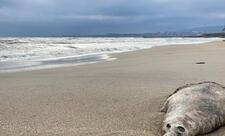 Xəzər dənizinin Dağıstan sahillərində 320-dən çox ölü suiti tapılıb