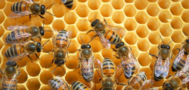 Daha 4 arı cinsinin rayonlaşdırılması qaydası müəyyənləşib