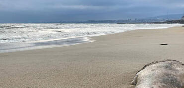 Xəzər dənizinin Dağıstan sahillərində 320-dən çox ölü suiti tapılıb