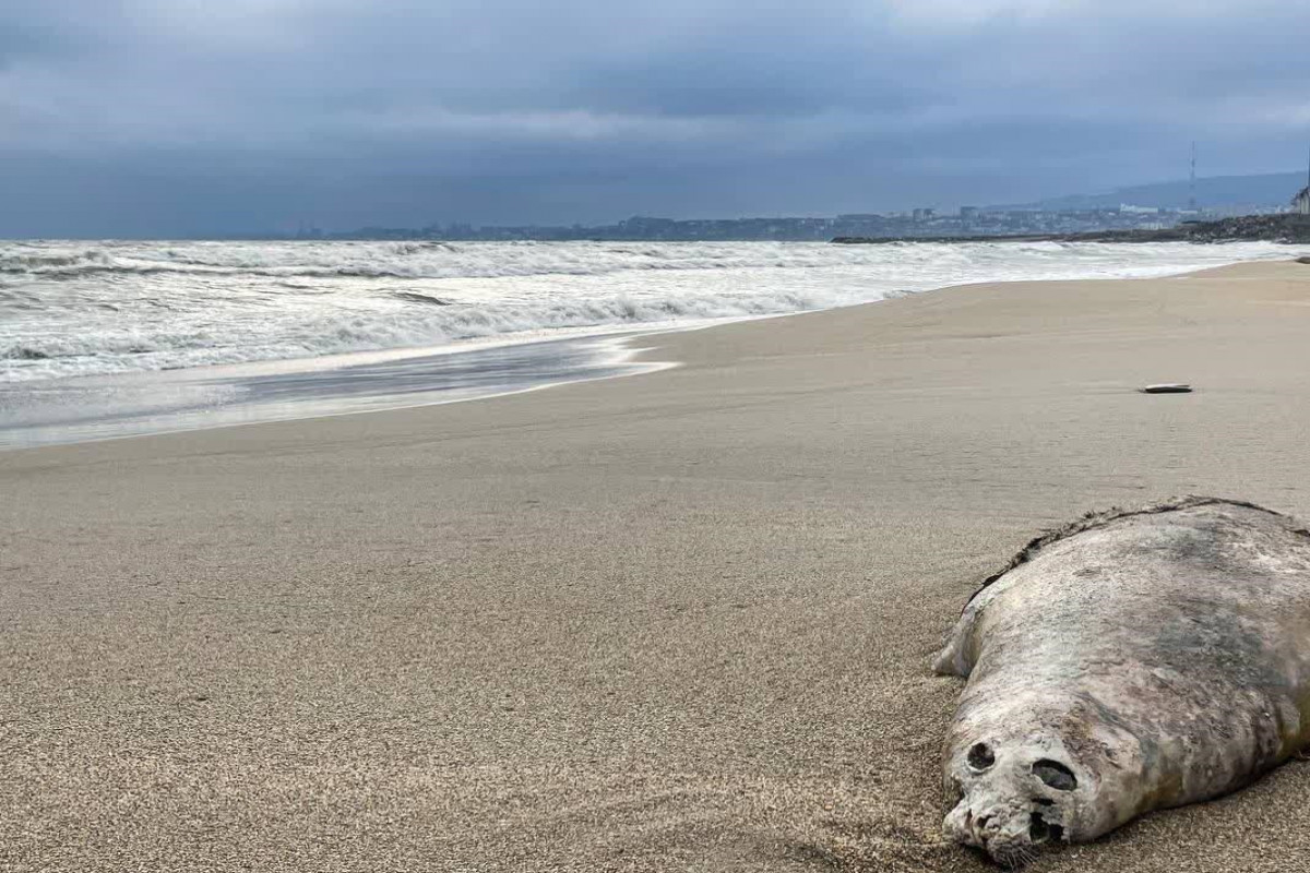Xəzər dənizinin Dağıstan sahillərində 320-dən çox ölü suiti tapılıb