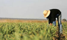 Mülkiyyətindəki torpaqlarda çalışanlar üçün yeni sosial sığorta haqları müəyyənləşir