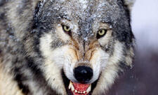 Ucarda canavarlar kəndə hücum edib