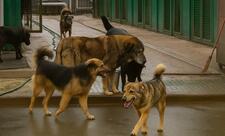 Tatarıstanda 11 itin hücumuna məruz qalan qız ölüb