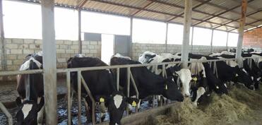 “Ət bazarında qiymət təzyiqləri davam edəcək”