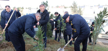 Səbaildə ağacəkmə aksiyası keçirilib