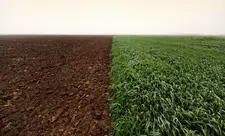 Payızlıq bitkilərin səpini üzrə göstəricilər açıqlanıb