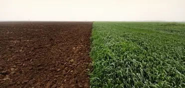 Payızlıq bitkilərin səpini üzrə göstəricilər açıqlanıb