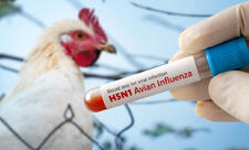 İsraildə "quş qripi" aşkarlanıb