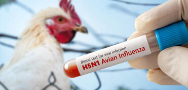 İsraildə "quş qripi" aşkarlanıb